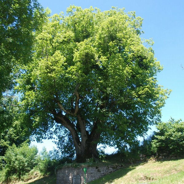 L'Arbre de Sully