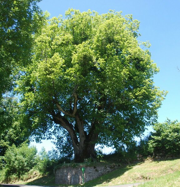 L'Arbre de Sully